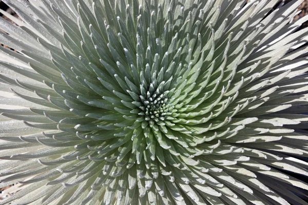 Silversword