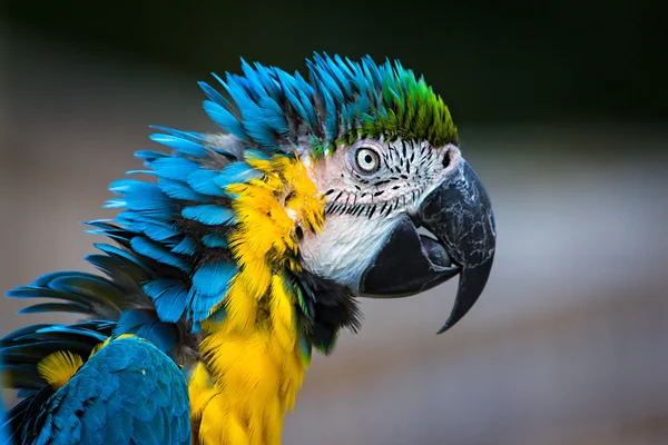 Amerika papağanı closeup papağan