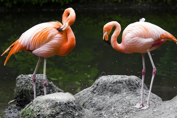 İki pembe flamingo.