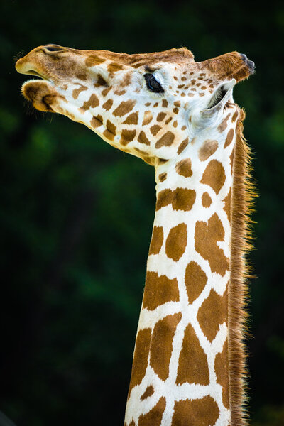 The giraffe