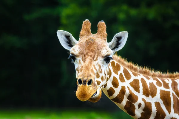 Die Giraffe — Stockfoto