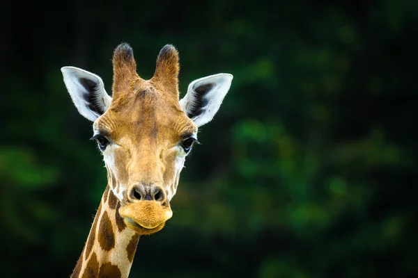 Die Giraffe — Stockfoto