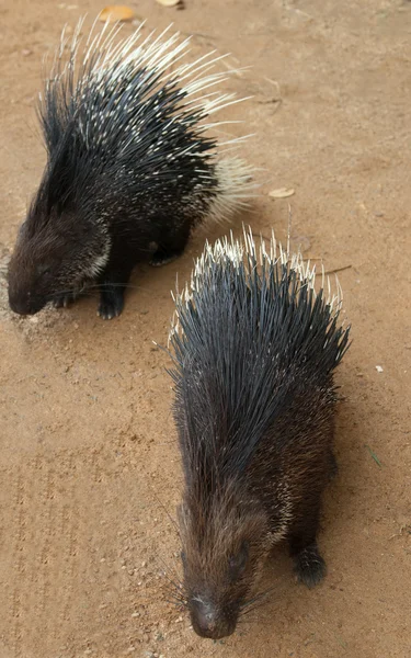 Два porcupines — стокове фото