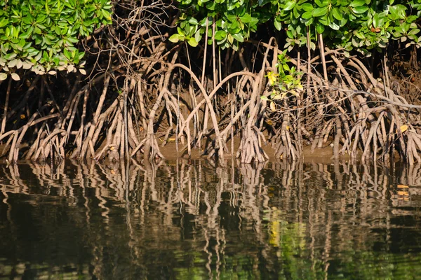 Mangroven — Stockfoto