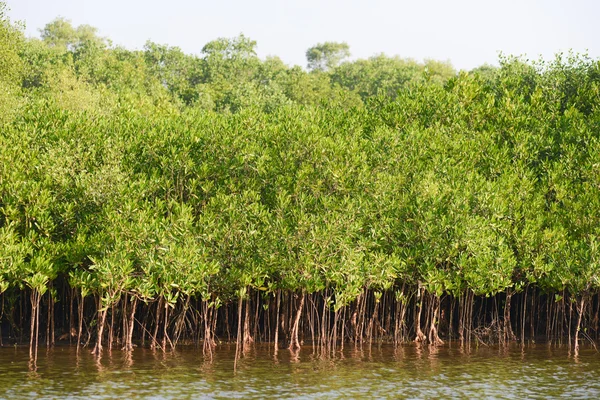 Mangroves — Stockfoto