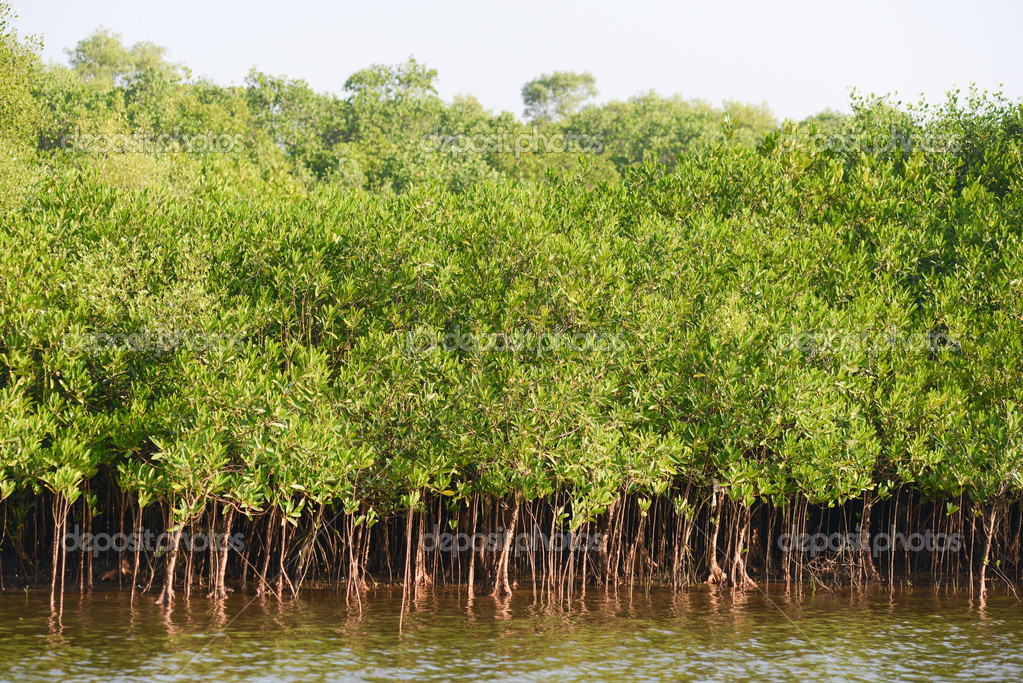 Mangroves