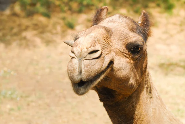 Asian Camel — Stock Photo, Image