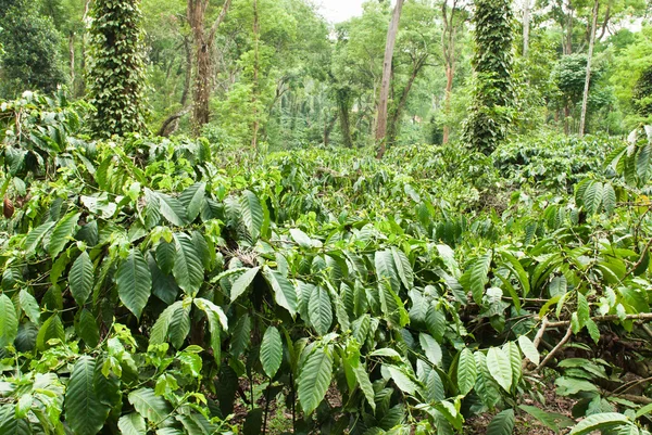 Plantación de café — Foto de Stock