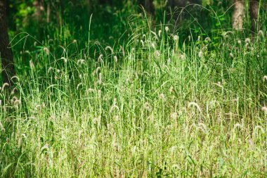 Asya 'daki doğal bir rezervde tropikal bir ormandaki otlar.