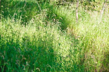Asya 'daki doğal bir rezervde tropikal bir ormandaki otlar.