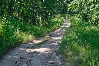 Hindistan 'da bir milli parktaki tropikal bir ormanda bir patika.