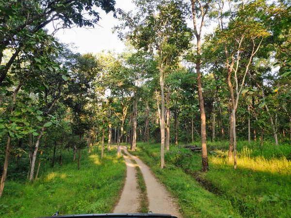 Camino Bosque Tropical Parque Nacional India — Foto de Stock