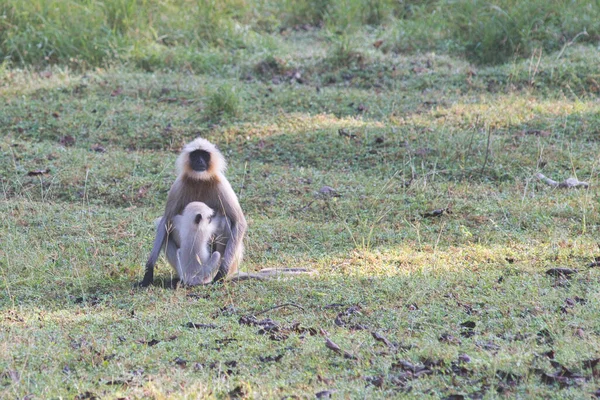 Langurs Dans Une Forêt Dans Parc National Centre Inde — Photo