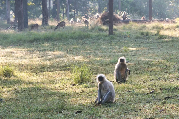 Langurs Uma Floresta Parque Nacional Índia Central — Fotografia de Stock