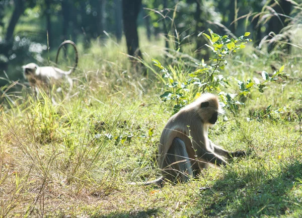 Langurs Lesie Parku Narodowym Środkowych Indiach — Zdjęcie stockowe