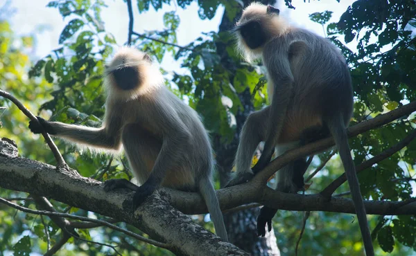 Langurs Forest National Park Central India — Stock Photo, Image