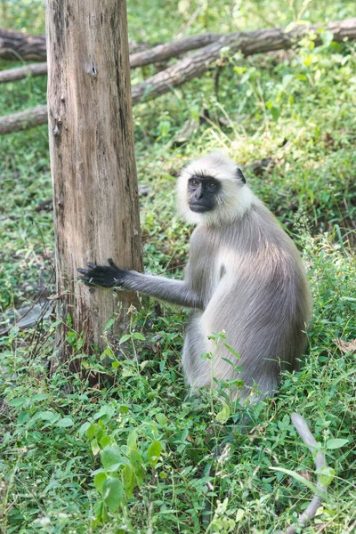 Langur Lesie Parku Narodowym Środkowych Indiach — Zdjęcie stockowe