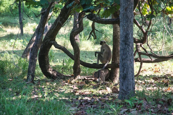 Ένα Langur Ένα Δάσος Ένα Εθνικό Πάρκο Στην Κεντρική Ινδία — Φωτογραφία Αρχείου