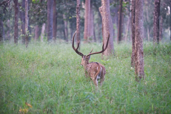 Sett Hjort Fra Hjort Eller Chital Eller Axis Nasjonalpark India – stockfoto