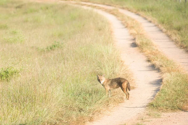 Chacal Dourado Longo Caminho Parque Nacional Índia — Fotografia de Stock