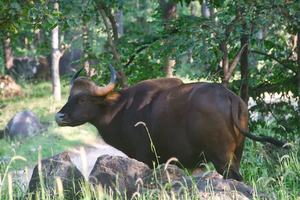 Gaur Som Står Skog Nationalpark Indien — Stockfoto
