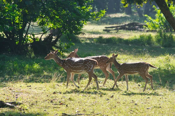 Veado Manchado Veado Chital Eixo Parque Nacional Índia — Fotografia de Stock