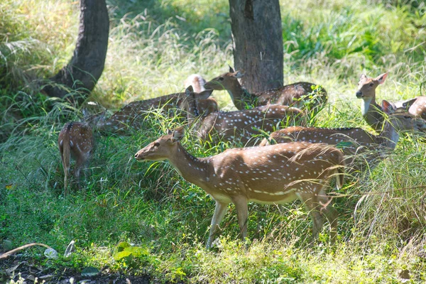 印度国家公园中的斑点鹿鹿 羚羊或斧头鹿 — 图库照片