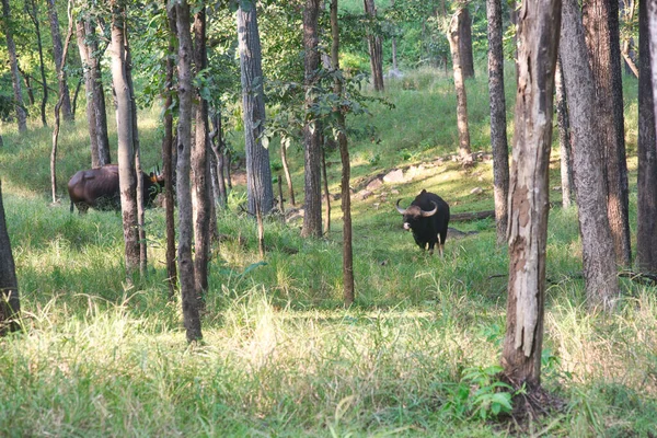 Gaur Piedi Una Foresta Parco Nazionale India — Foto Stock