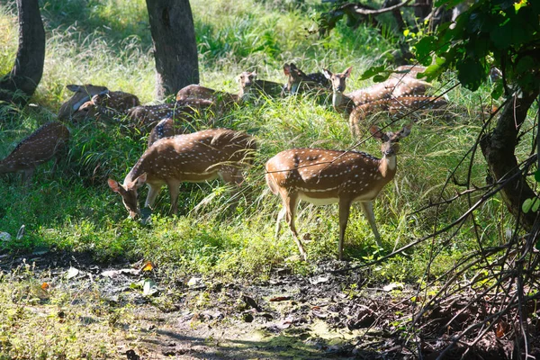 Veado Manchado Veado Chital Eixo Parque Nacional Índia — Fotografia de Stock