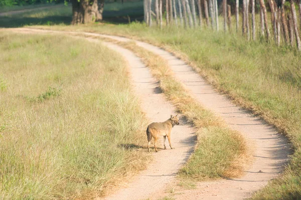 Chacal Dourado Longo Caminho Parque Nacional Índia Fotografias De Stock Royalty-Free