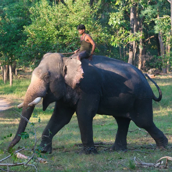 Pench Indien Oktober 2021 Mahut Rider Fungerande Elefant Skog Pench — Stockfoto