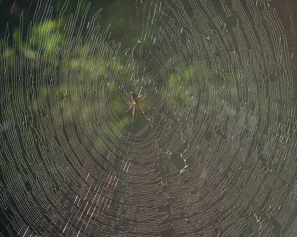 Uma Intrincada Teia Aranha Retroiluminada Sol Manhã Uma Selva Tropical — Fotografia de Stock