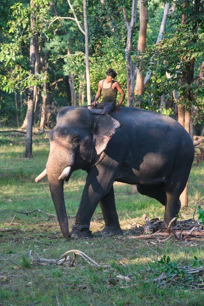 Pench Indie Října 2021 Mahút Jedoucí Pracujícím Slonovi Lese Národním Royalty Free Stock Fotografie