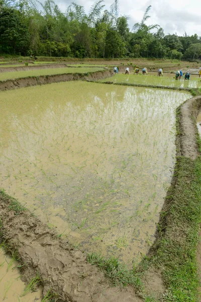 Karnataka India August 2013 Women Sowing Paddy Monsoon Season Water Telifsiz Stok Imajlar