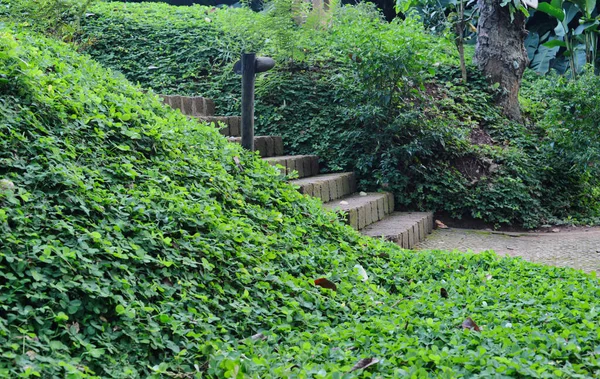 Stone Staircase Stairs Amidst Lush Green Garden Hillside — Fotografia de Stock