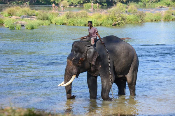 Корг Индия Января 2014 Года Индийский Слон Сопровождающим Едет Реке — стоковое фото