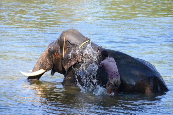 Корг Индия Января 2014 Года Индийский Слон Получает Ванну Своего — стоковое фото