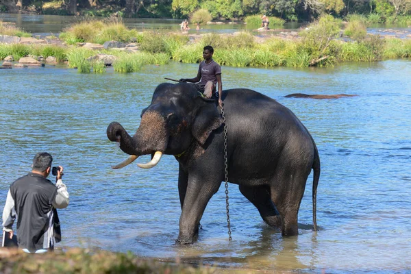 Coorg Indien Januari 2014 Indisk Elefant Med Tillhörande Ridning Floden — Stockfoto