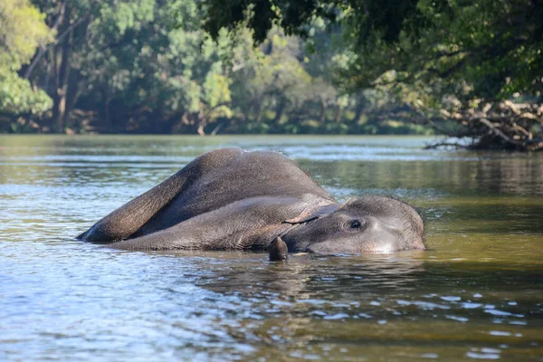Indisk Eller Asiatisk Elefant Som Ligger Vattnet Flod Skogen — Stockfoto