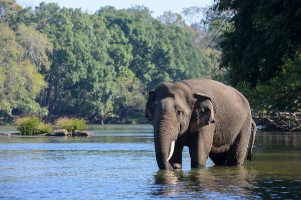 Indiai Vagy Ázsiai Agyaras Elefánt Áll Folyóban Egy Erdőben — Stock Fotó