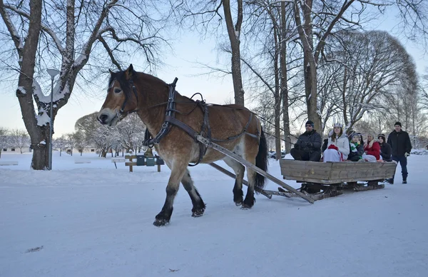 Santa lucia jít na saních s hnědý kůň — Stock fotografie