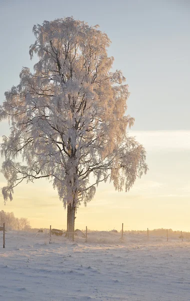 Copac înghețat — Fotografie, imagine de stoc