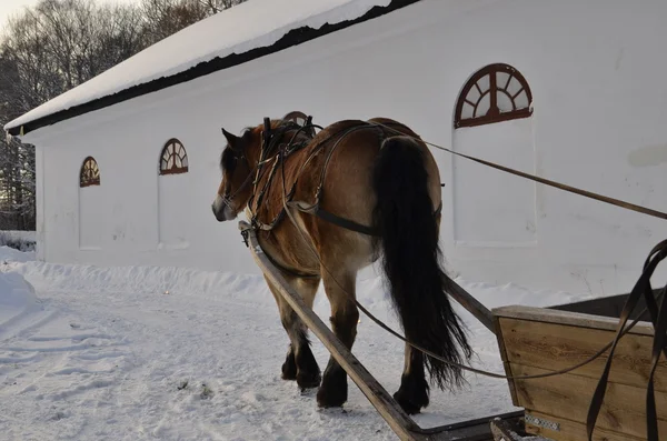 Коричневая лошадь с санями — стоковое фото