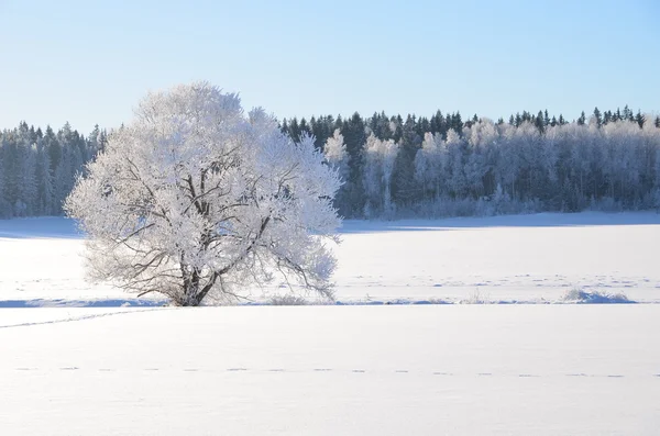 Vinterlandskap — Stockfoto