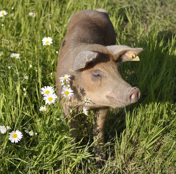 Porco feliz — Fotografia de Stock