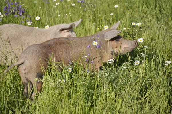 Happy pig — Stock Photo, Image