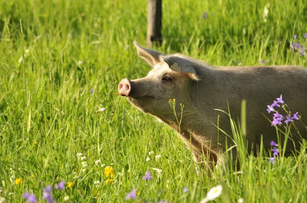 Cerdo feliz — Foto de Stock