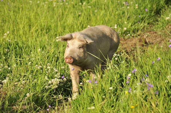 Cerdo feliz — Foto de Stock