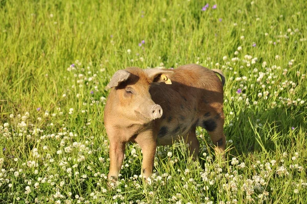 Cerdo feliz — Foto de Stock