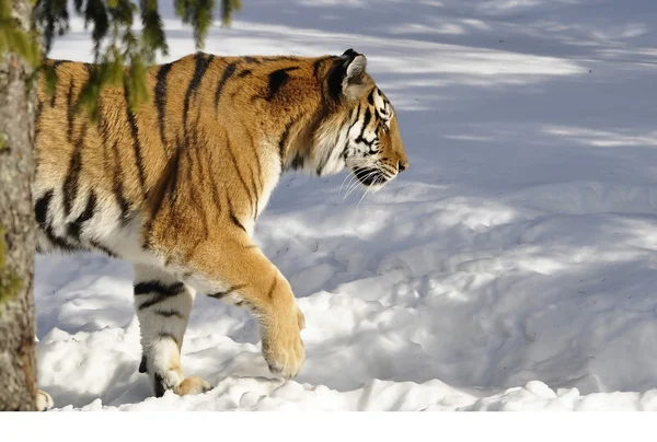 Macan Siberia — Stok Foto